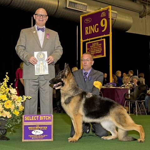 Daisy 2016 Westminster Select Bitch