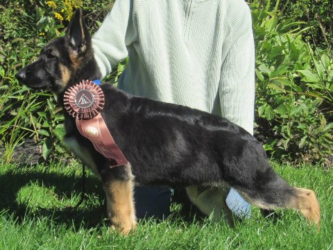Royce Best Puppy and Puppy Herding Group Two