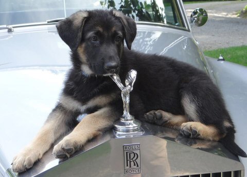 Royce puppy picture on the Rolls Royce