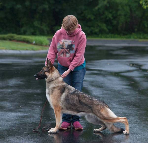 German Shepherds at Abijah, AKC American Show Line German Shepherd ...